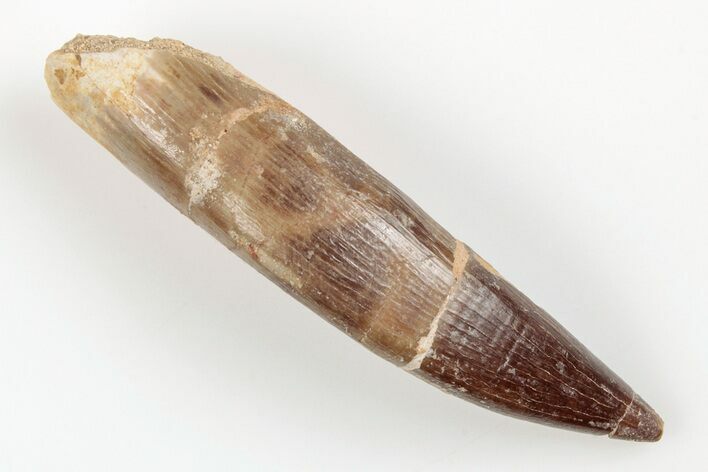 2.86" Fossil Plesiosaur (Zarafasaura) Tooth - Morocco
